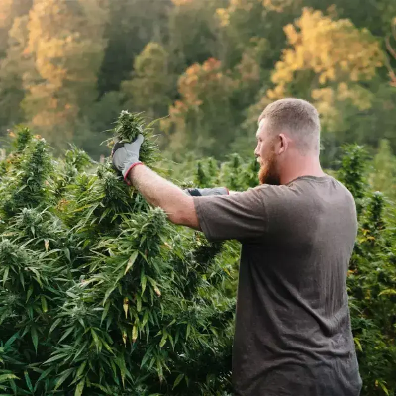 Les bienfaits du cannabidiol