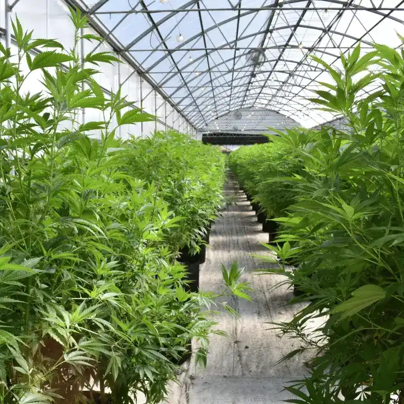 Le CBD qu'est ce que c'est ?